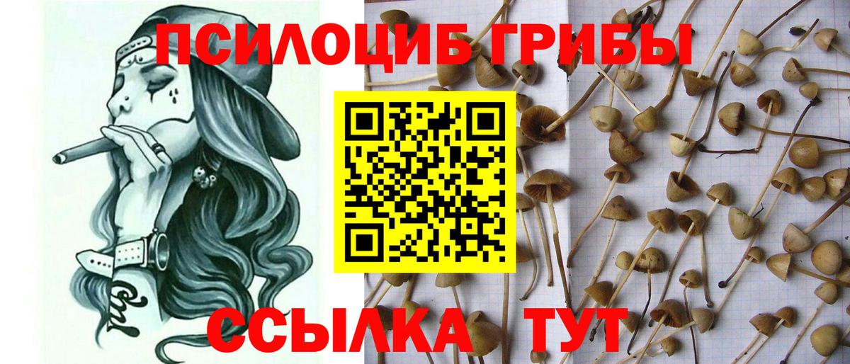 Петрозаводск  Псилоцибиновые грибы MAGIC MUSHROOMS  Вход с VPN 